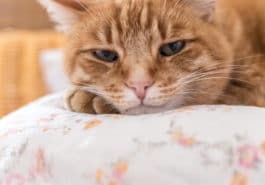 chat