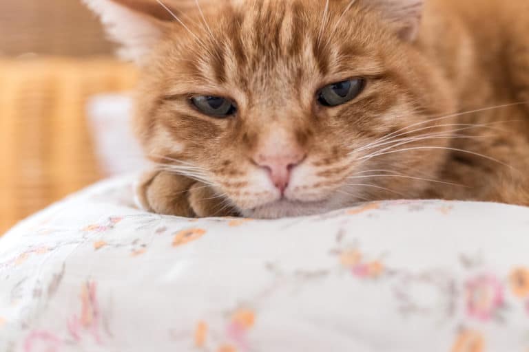 chat