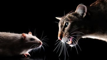 chat rat