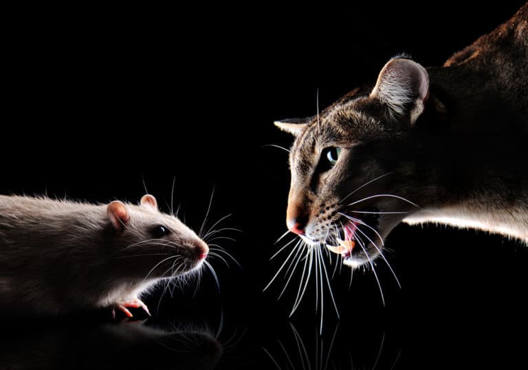 chat rat