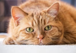 chat roux