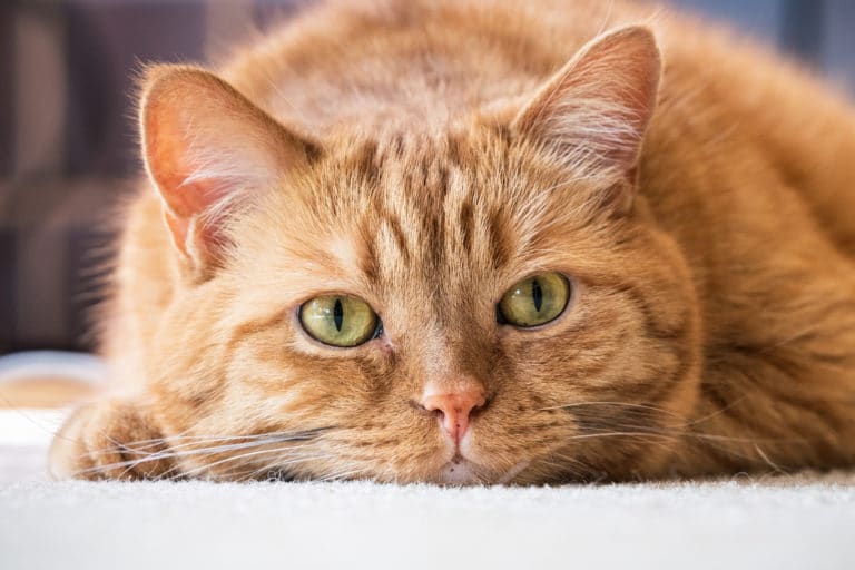 chat roux