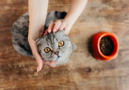 chat