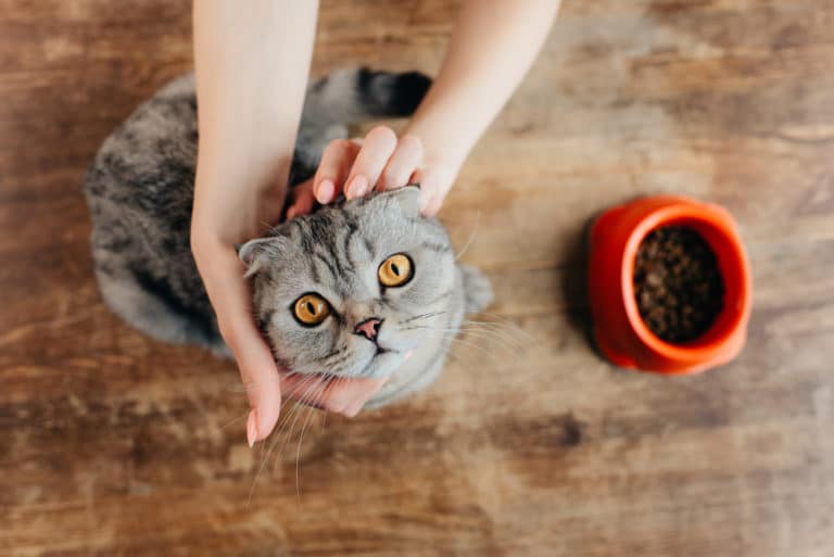 chat