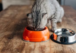 chat gamelles