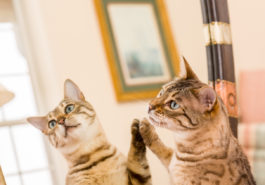 chat gratte miroir