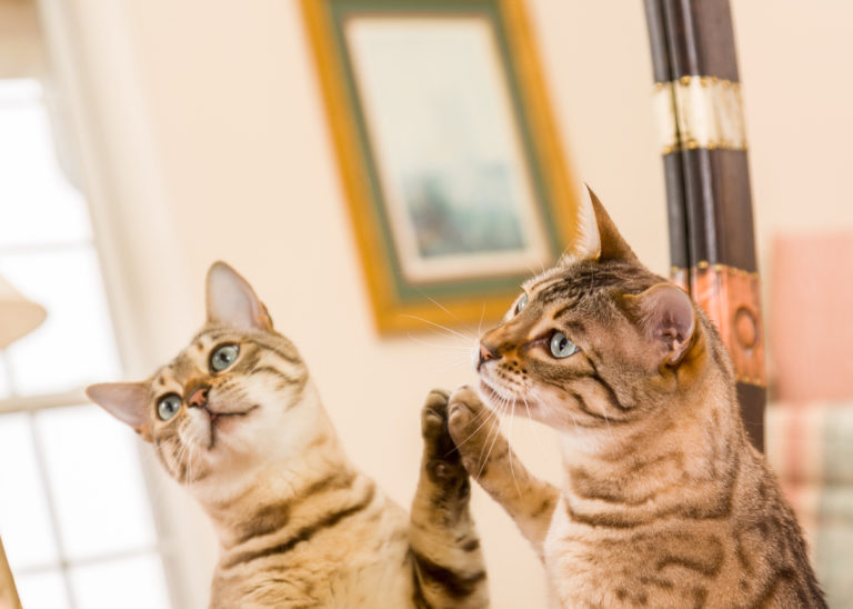 chat gratte miroir