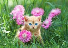 chat jardin