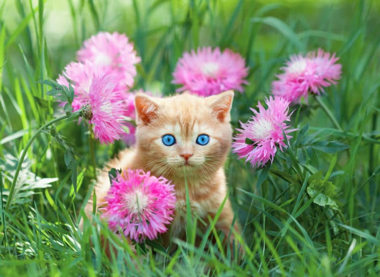 chat jardin