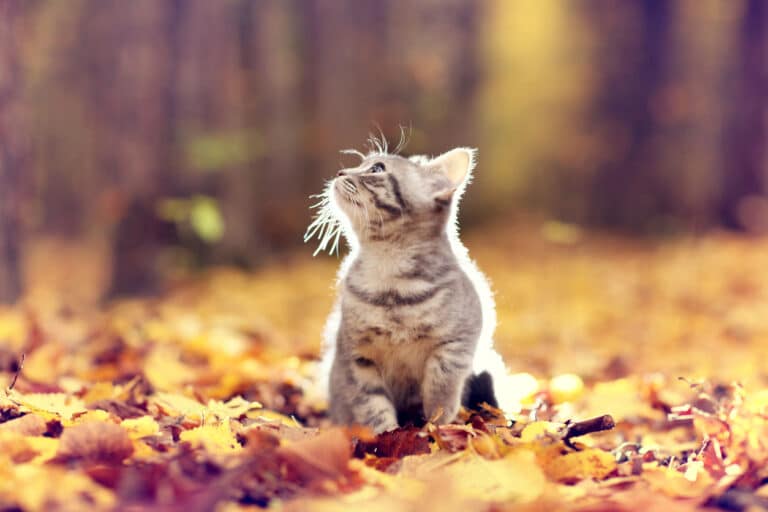chat automne