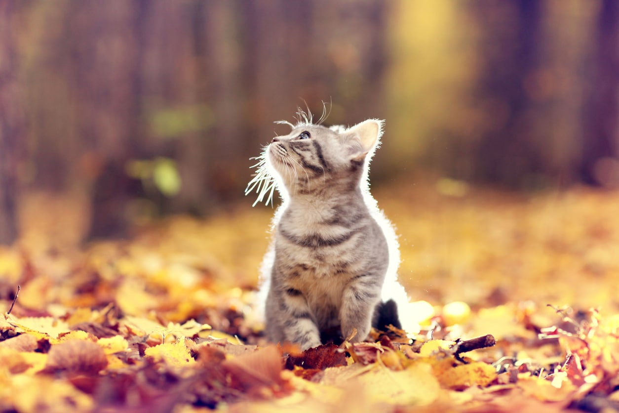 chat automne