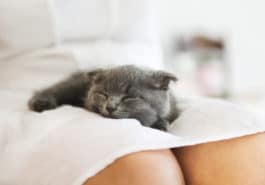 chat