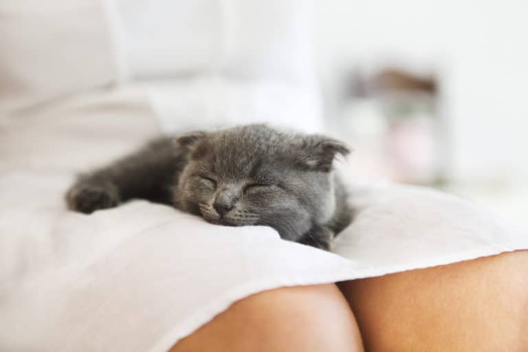 chat