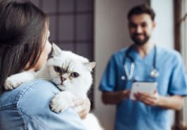 arthrose chez le chat