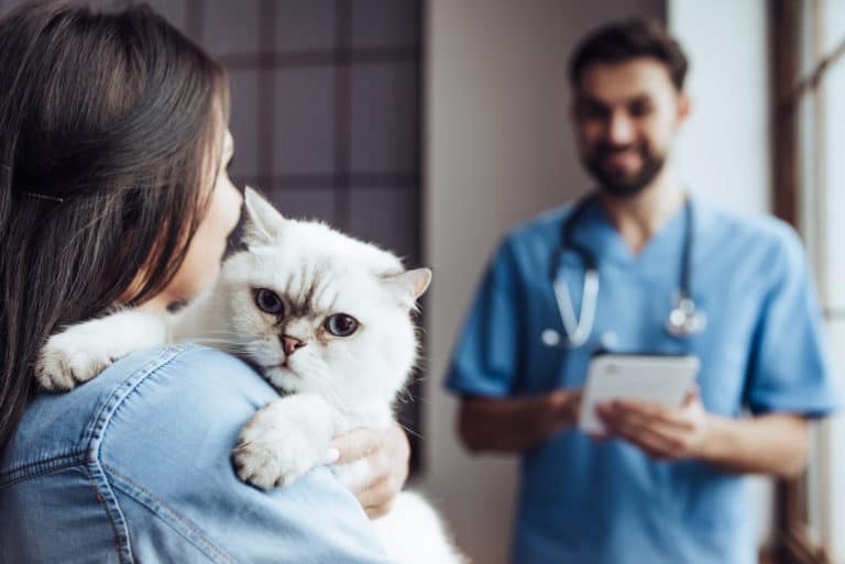 arthrose chez le chat