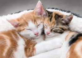 chats qui s'aiment