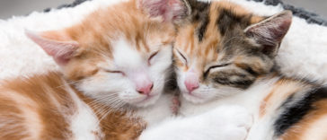 chats qui s'aiment