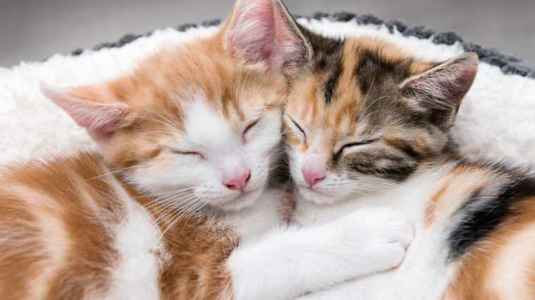 chats qui s'aiment