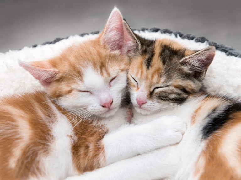 chats qui s'aiment