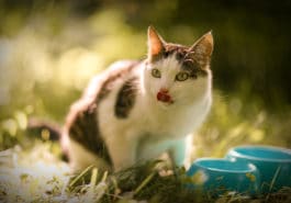 chat mange
