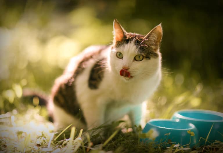 chat mange