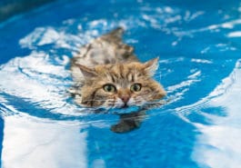 chat nage