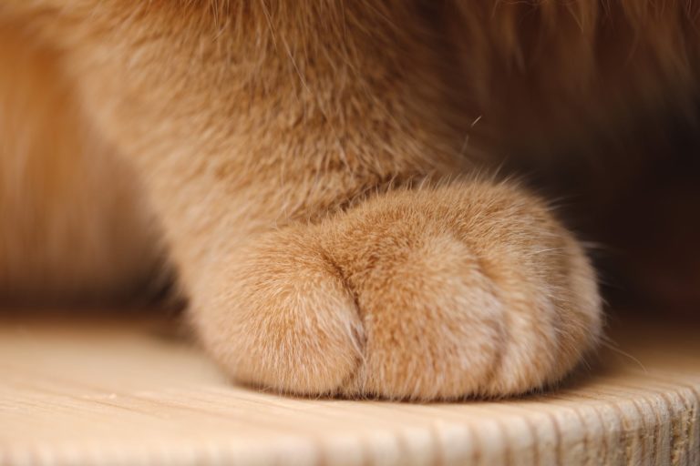 patte de chat