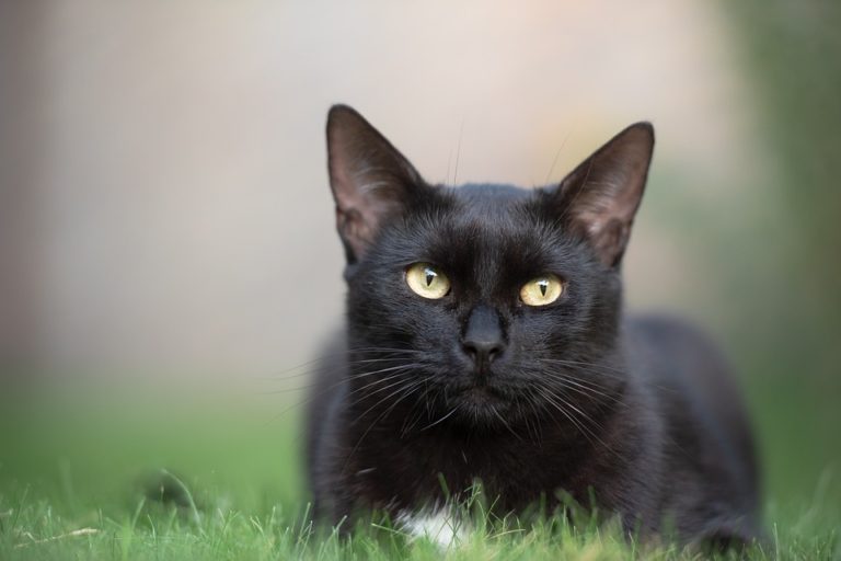 chat
