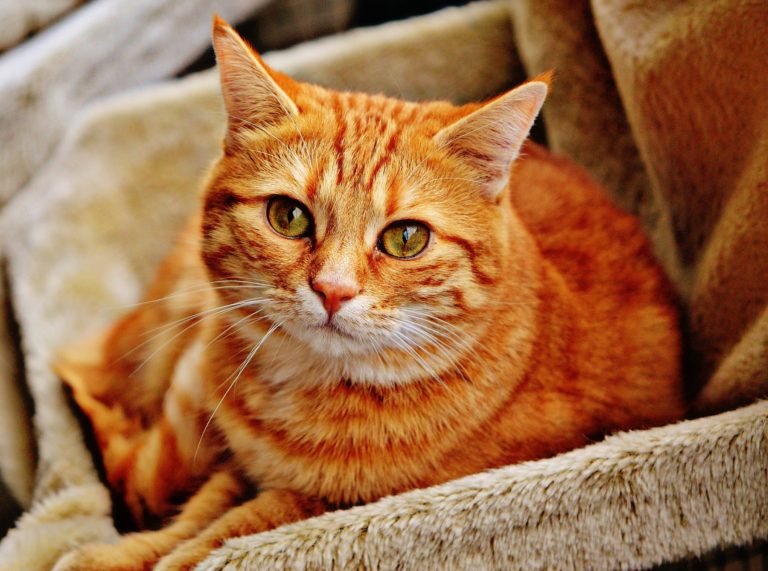 chat communication enrichie