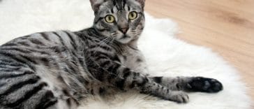 chat tigré