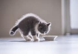 chaton mange