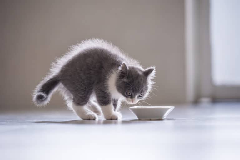 chaton mange