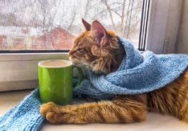 chat maladies automne