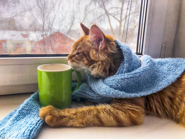 chat maladies automne