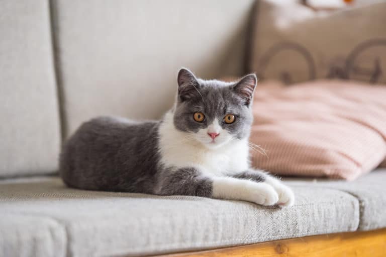 chat maison