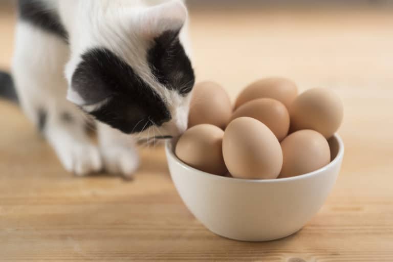 chat oeufs
