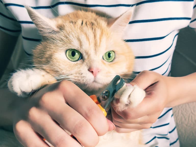 chat coupe griffes