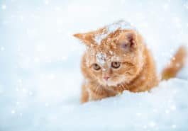 chat hiver