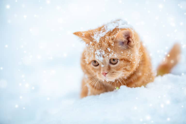 chat hiver