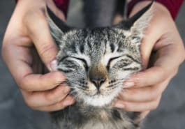 chat câlin