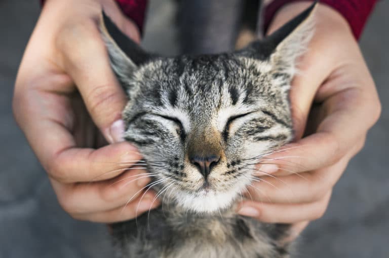 chat câlin