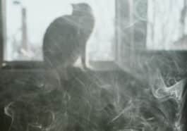 chat cigarette