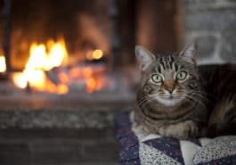 chat brûlure