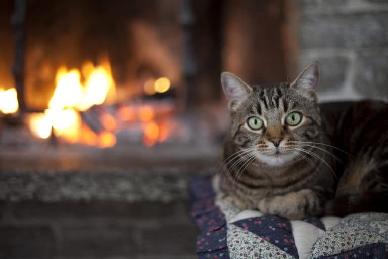 chat brûlure