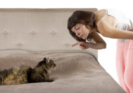 chat puni