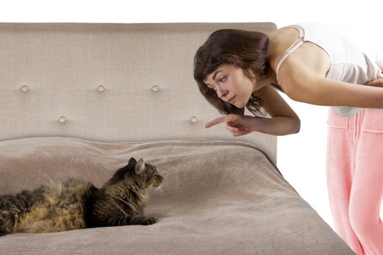 chat puni