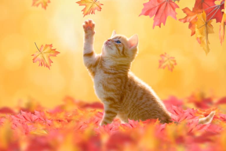 chat automne