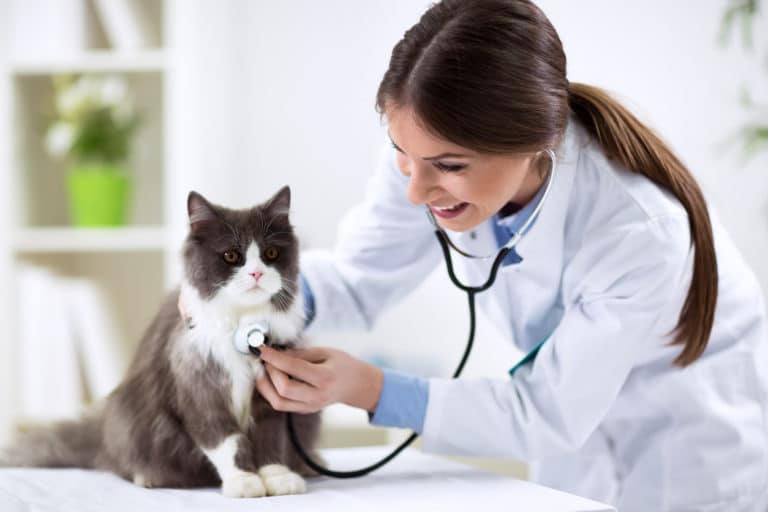 pancréatite chat