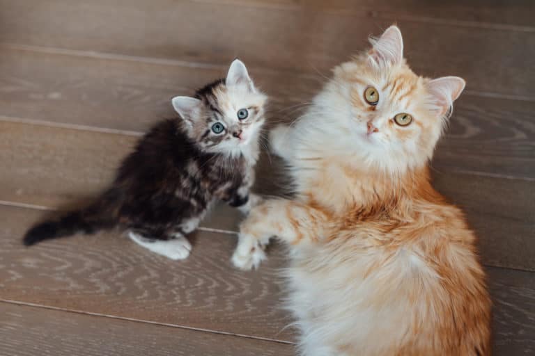 deux chats