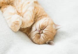 chat couché